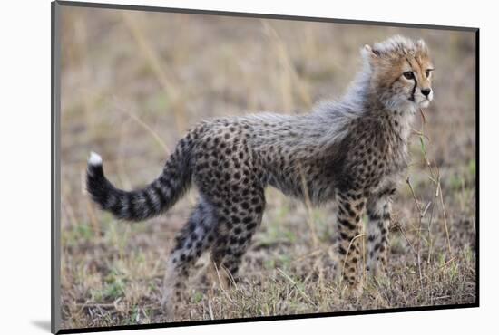 Baby Cheetah in the Masai Mara Reserve of Kenya Africa-Darrell Gulin-Mounted Photographic Print