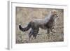 Baby Cheetah in the Masai Mara Reserve of Kenya Africa-Darrell Gulin-Framed Photographic Print