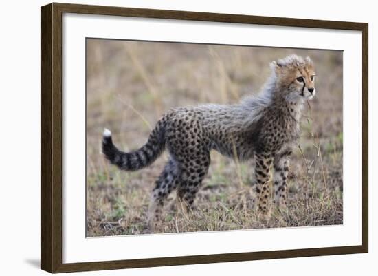 Baby Cheetah in the Masai Mara Reserve of Kenya Africa-Darrell Gulin-Framed Photographic Print