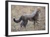 Baby Cheetah in the Masai Mara Reserve of Kenya Africa-Darrell Gulin-Framed Photographic Print