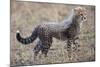 Baby Cheetah in the Masai Mara Reserve of Kenya Africa-Darrell Gulin-Mounted Photographic Print