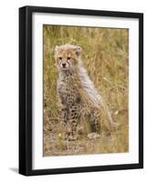 Baby Cheetah in the Masai Mara Reserve of Kenya Africa-Darrell Gulin-Framed Photographic Print