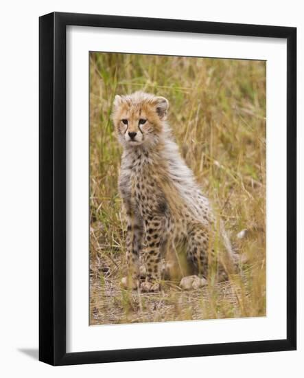 Baby Cheetah in the Masai Mara Reserve of Kenya Africa-Darrell Gulin-Framed Photographic Print