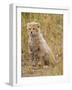 Baby Cheetah in the Masai Mara Reserve of Kenya Africa-Darrell Gulin-Framed Photographic Print