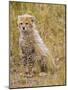 Baby Cheetah in the Masai Mara Reserve of Kenya Africa-Darrell Gulin-Mounted Photographic Print