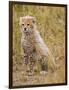 Baby Cheetah in the Masai Mara Reserve of Kenya Africa-Darrell Gulin-Framed Photographic Print