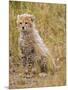 Baby Cheetah in the Masai Mara Reserve of Kenya Africa-Darrell Gulin-Mounted Photographic Print
