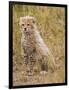 Baby Cheetah in the Masai Mara Reserve of Kenya Africa-Darrell Gulin-Framed Photographic Print