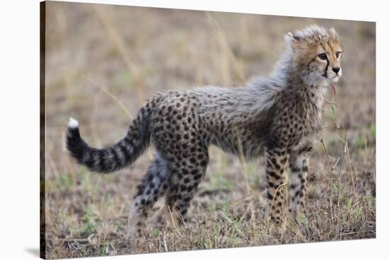 Baby Cheetah in the Masai Mara Reserve of Kenya Africa-Darrell Gulin-Stretched Canvas