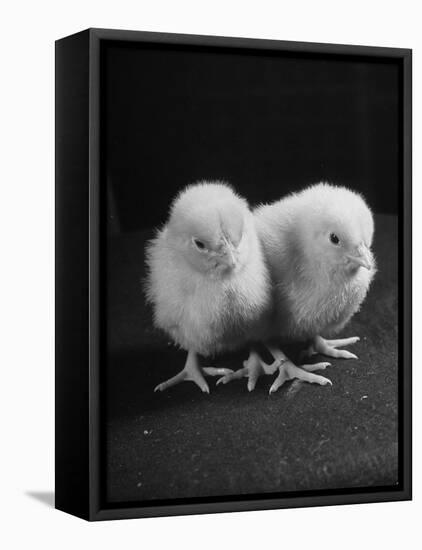 Baby Chicks Being Used For Experiments in Sex Hormones-Hansel Mieth-Framed Stretched Canvas