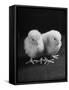 Baby Chicks Being Used For Experiments in Sex Hormones-Hansel Mieth-Framed Stretched Canvas