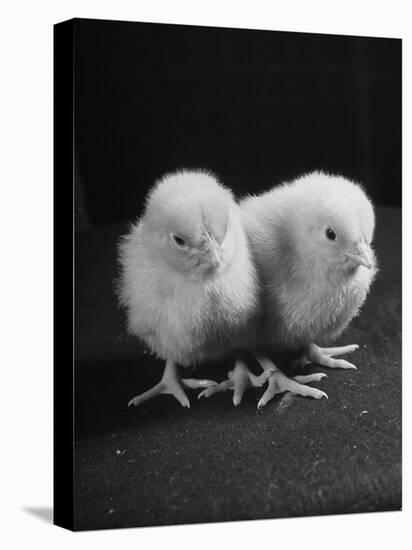 Baby Chicks Being Used For Experiments in Sex Hormones-Hansel Mieth-Stretched Canvas