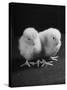 Baby Chicks Being Used For Experiments in Sex Hormones-Hansel Mieth-Stretched Canvas