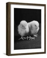 Baby Chicks Being Used For Experiments in Sex Hormones-Hansel Mieth-Framed Photographic Print