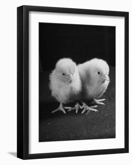 Baby Chicks Being Used For Experiments in Sex Hormones-Hansel Mieth-Framed Photographic Print