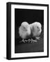 Baby Chicks Being Used For Experiments in Sex Hormones-Hansel Mieth-Framed Photographic Print