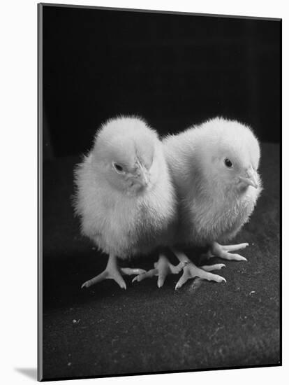 Baby Chicks Being Used For Experiments in Sex Hormones-Hansel Mieth-Mounted Photographic Print