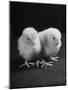 Baby Chicks Being Used For Experiments in Sex Hormones-Hansel Mieth-Mounted Photographic Print