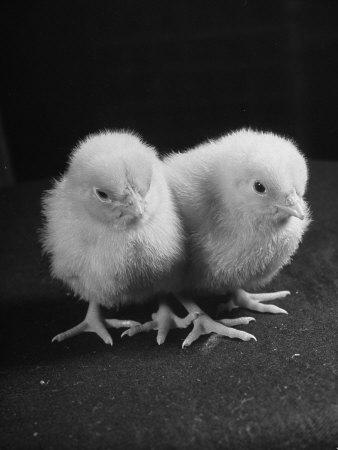https://imgc.allpostersimages.com/img/posters/baby-chicks-being-used-for-experiments-in-sex-hormones_u-L-P3MCCU0.jpg?artPerspective=n