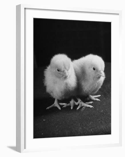 Baby Chicks Being Used For Experiments in Sex Hormones-Hansel Mieth-Framed Photographic Print