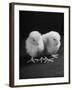 Baby Chicks Being Used For Experiments in Sex Hormones-Hansel Mieth-Framed Photographic Print