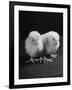 Baby Chicks Being Used For Experiments in Sex Hormones-Hansel Mieth-Framed Photographic Print