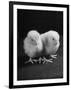 Baby Chicks Being Used For Experiments in Sex Hormones-Hansel Mieth-Framed Photographic Print
