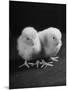 Baby Chicks Being Used For Experiments in Sex Hormones-Hansel Mieth-Mounted Photographic Print