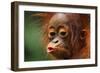 Baby Chimpanzee Kissing-Lantern Press-Framed Art Print