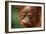 Baby Chimpanzee Kissing-Lantern Press-Framed Art Print