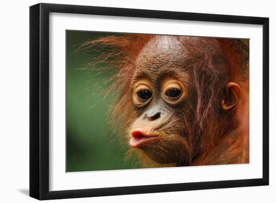 Baby Chimpanzee Kissing-Lantern Press-Framed Art Print