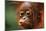 Baby Chimpanzee Kissing-Lantern Press-Mounted Art Print