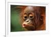 Baby Chimpanzee Kissing-Lantern Press-Framed Premium Giclee Print