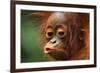 Baby Chimpanzee Kissing-Lantern Press-Framed Premium Giclee Print