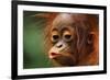 Baby Chimpanzee Kissing-Lantern Press-Framed Premium Giclee Print