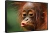 Baby Chimpanzee Kissing-Lantern Press-Framed Stretched Canvas