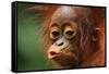 Baby Chimpanzee Kissing-Lantern Press-Framed Stretched Canvas