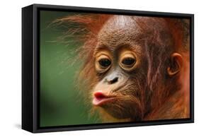 Baby Chimpanzee Kissing-Lantern Press-Framed Stretched Canvas