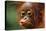 Baby Chimpanzee Kissing-Lantern Press-Stretched Canvas