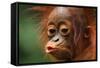 Baby Chimpanzee Kissing-Lantern Press-Framed Stretched Canvas