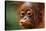 Baby Chimpanzee Kissing-Lantern Press-Stretched Canvas