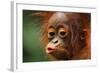 Baby Chimpanzee Kissing-Lantern Press-Framed Art Print