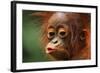 Baby Chimpanzee Kissing-Lantern Press-Framed Art Print