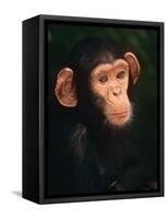 Baby Chimpanzee Portrait, from Central Africa-Pete Oxford-Framed Stretched Canvas