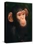 Baby Chimpanzee Portrait, from Central Africa-Pete Oxford-Stretched Canvas