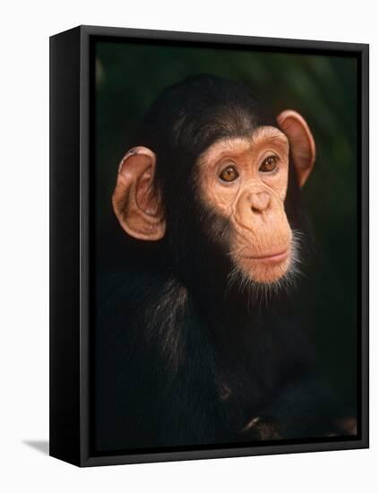 Baby Chimpanzee Portrait, from Central Africa-Pete Oxford-Framed Stretched Canvas