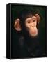 Baby Chimpanzee Portrait, from Central Africa-Pete Oxford-Framed Stretched Canvas