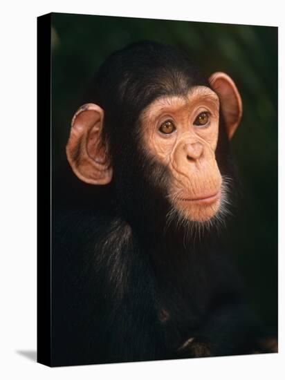 Baby Chimpanzee Portrait, from Central Africa-Pete Oxford-Stretched Canvas