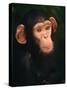 Baby Chimpanzee Portrait, from Central Africa-Pete Oxford-Stretched Canvas