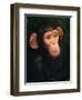 Baby Chimpanzee Portrait, from Central Africa-Pete Oxford-Framed Premium Photographic Print